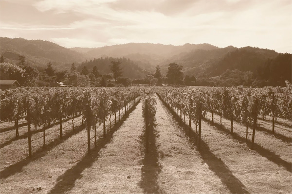 A sepia-toned image of a vineyard with rows of grapevines extending towards rolling hills in the background under a partly cloudy sky.