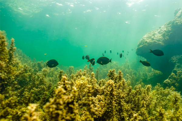 Underwater scene with several fish swimming among green algae and rocky formations, illuminated by sunlight filtering through the water.