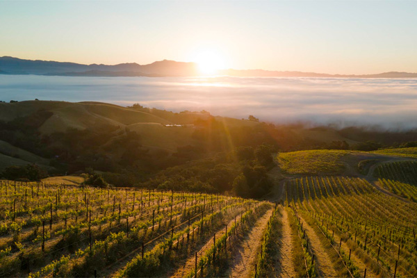 A sunrise over rolling hills and a vineyard, with the sky partially covered by clouds and mountains in the background.