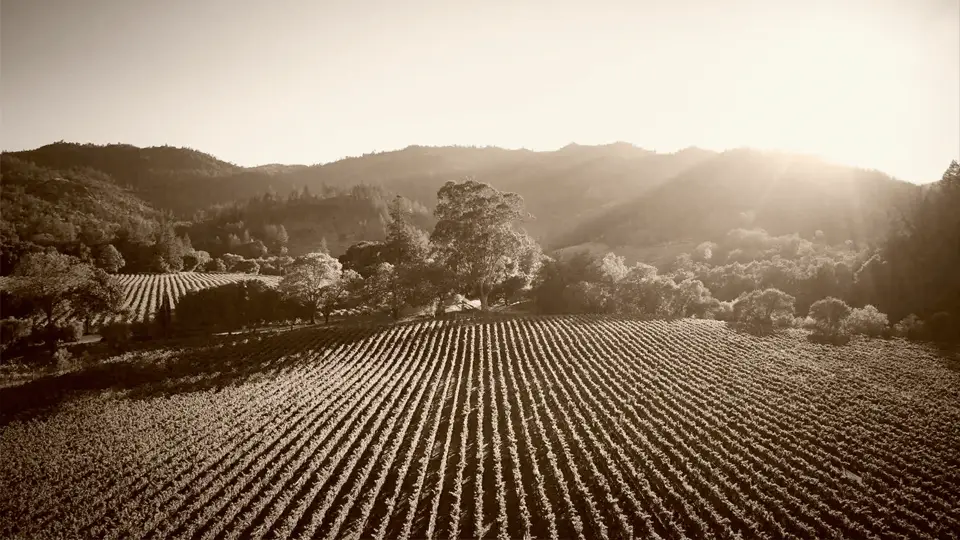 Sepia photo of vineyard source for Annulus wines