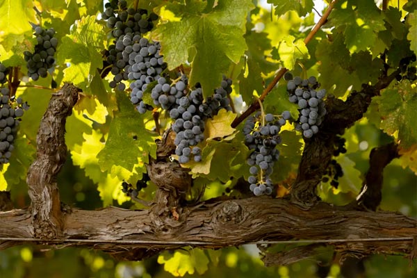 Clusters of dark purple grapes hanging from a vine, surrounded by green leaves.