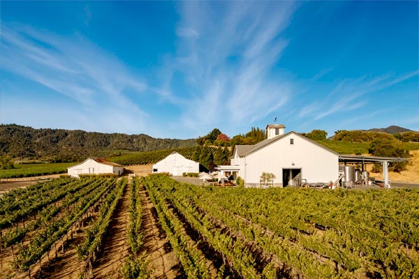 Vineyard with rows of grapevines in the foreground and white farm buildings under a clear blue sky in the background.
