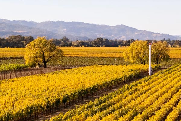 Rows of vibrant yellow grapevines stretch across a vineyard under a clear sky, with rolling hills and trees in the background.