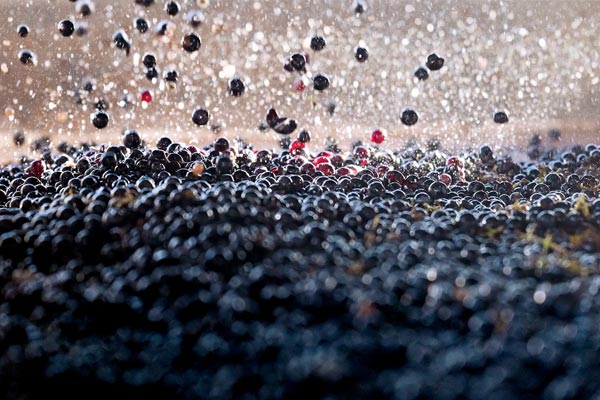 Close-up of dark grapes being tossed in the air during a production process, scattering droplets of juice, with some red grapes visible among the predominantly dark ones.