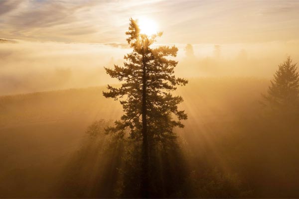 Sunlight shines through a tall tree surrounded by mist and fog, casting long shadows and creating a golden, hazy atmosphere in a natural landscape.