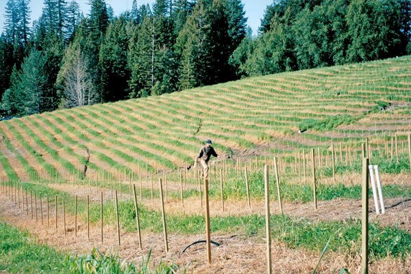 David Hirsch works on a sloped field with evenly spaced rows of plants and wooden stakes, surrounded by dense trees in the background.