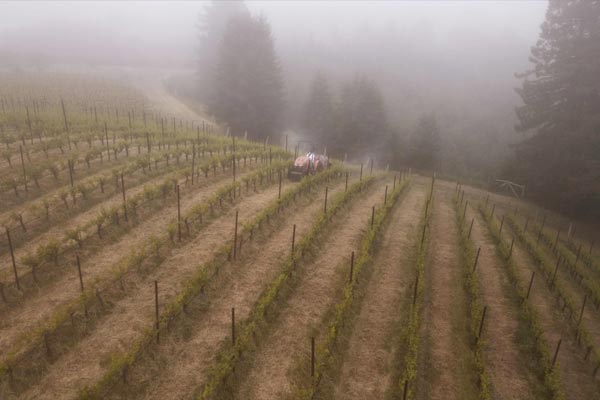 A vineyard with neatly aligned rows of grapevines on a foggy hillside. A tractor is visible between the rows, surrounded by trees in the background.